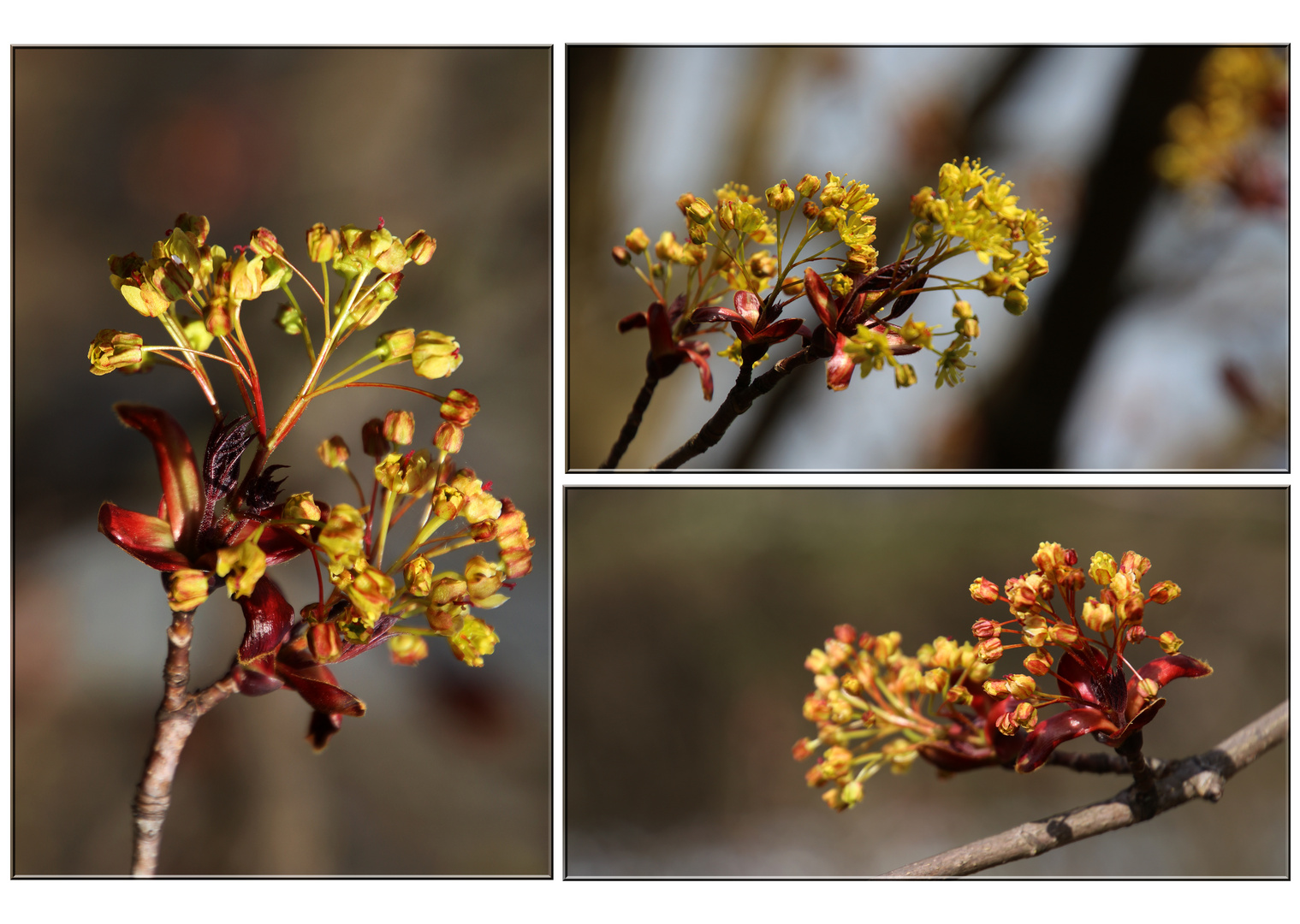 Ahornblüten...2