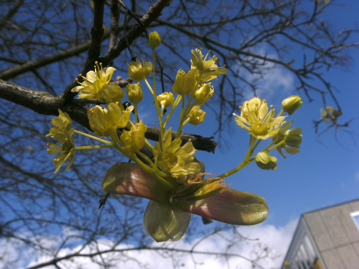 Ahornblüte...vom 23.04.2012