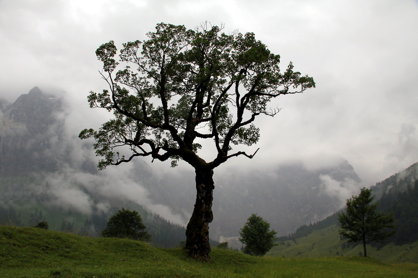 Ahornboden auf der Engalm in Tirol/Österreich