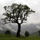 Ahornboden auf der Engalm in Tirol/Österreich