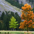 Ahornboden Ende September