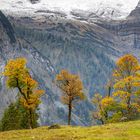 Ahornboden Herbstbäume