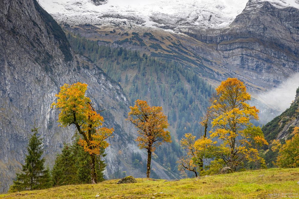 Ahornboden Herbstbäume