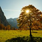 Ahornboden im Herbst