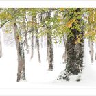 Ahornboden im Schnee - Teil 2