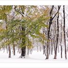 Ahornboden im Schnee .- Teil 3