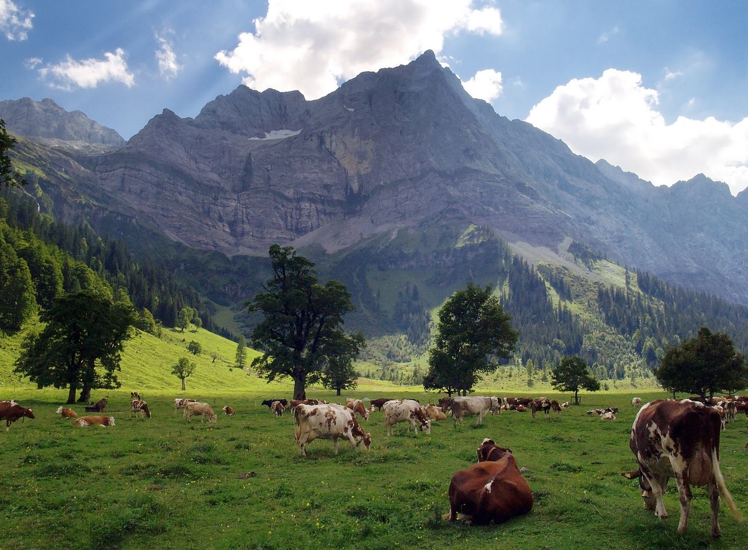 Ahornboden und Kühe