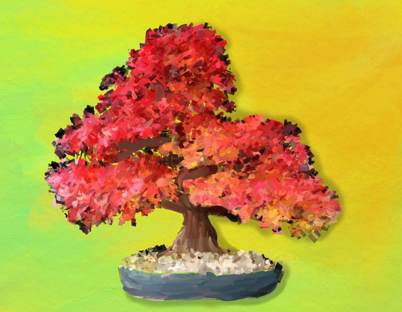 Ahornbonsai