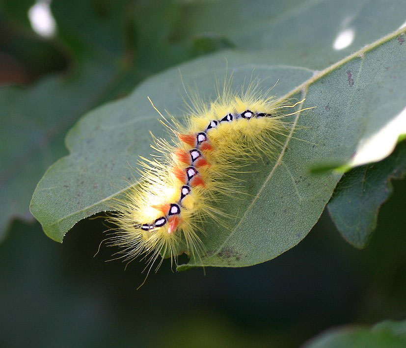 Ahorneule - Acronicta aceris