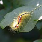 Ahorneule - Acronicta aceris