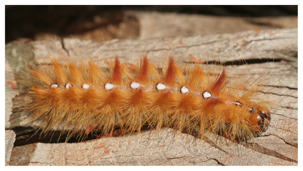 Ahorneule (Acronicta aceris) I