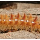 Ahorneule (Acronicta aceris) I