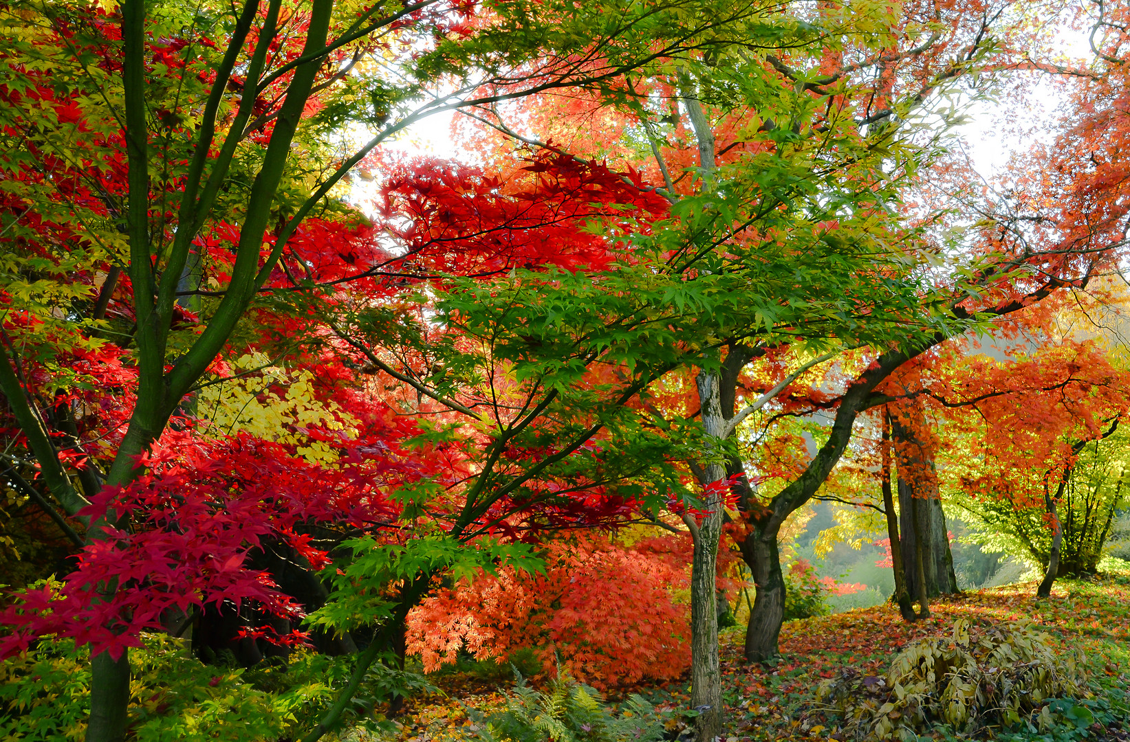 Ahorngarten im Herbst