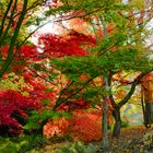 Ahorngarten im Herbst