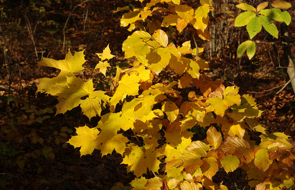 Ahorngold und Buchengold