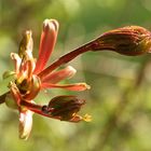 Ahornknospe im Frühling