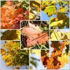 Ahornlaub im Herbst