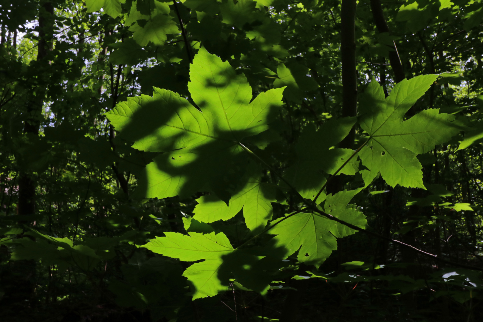 Ahornlaub im Licht