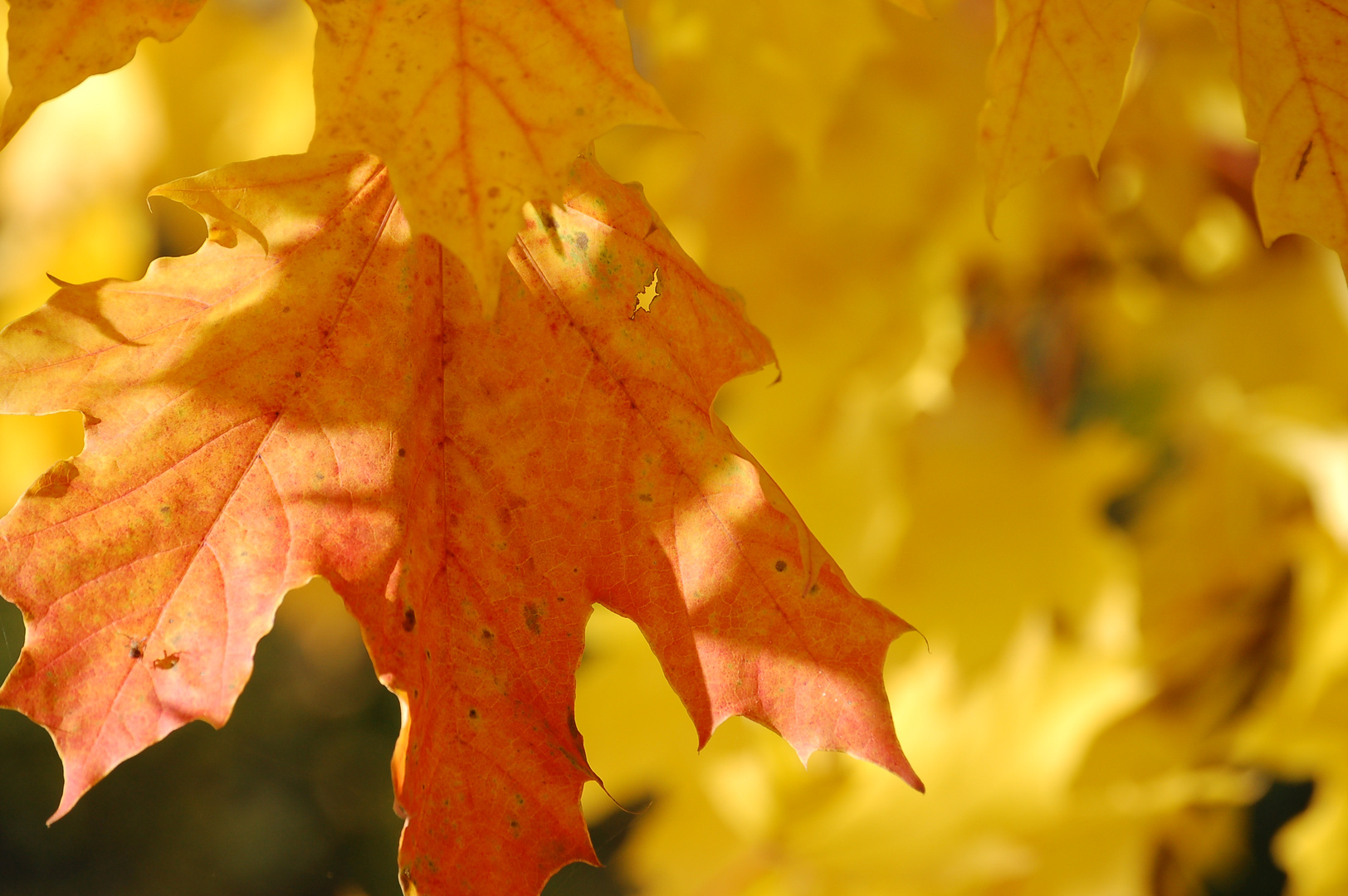 Ahornlaub in der Herbstsonne