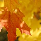 Ahornlaub in der Herbstsonne