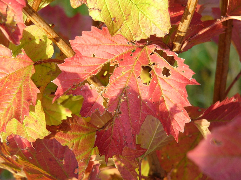 Ahornlaub in Herbstfärbung mit Lochfraß von Insekten