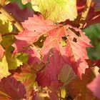 Ahornlaub in Herbstfärbung mit Lochfraß von Insekten