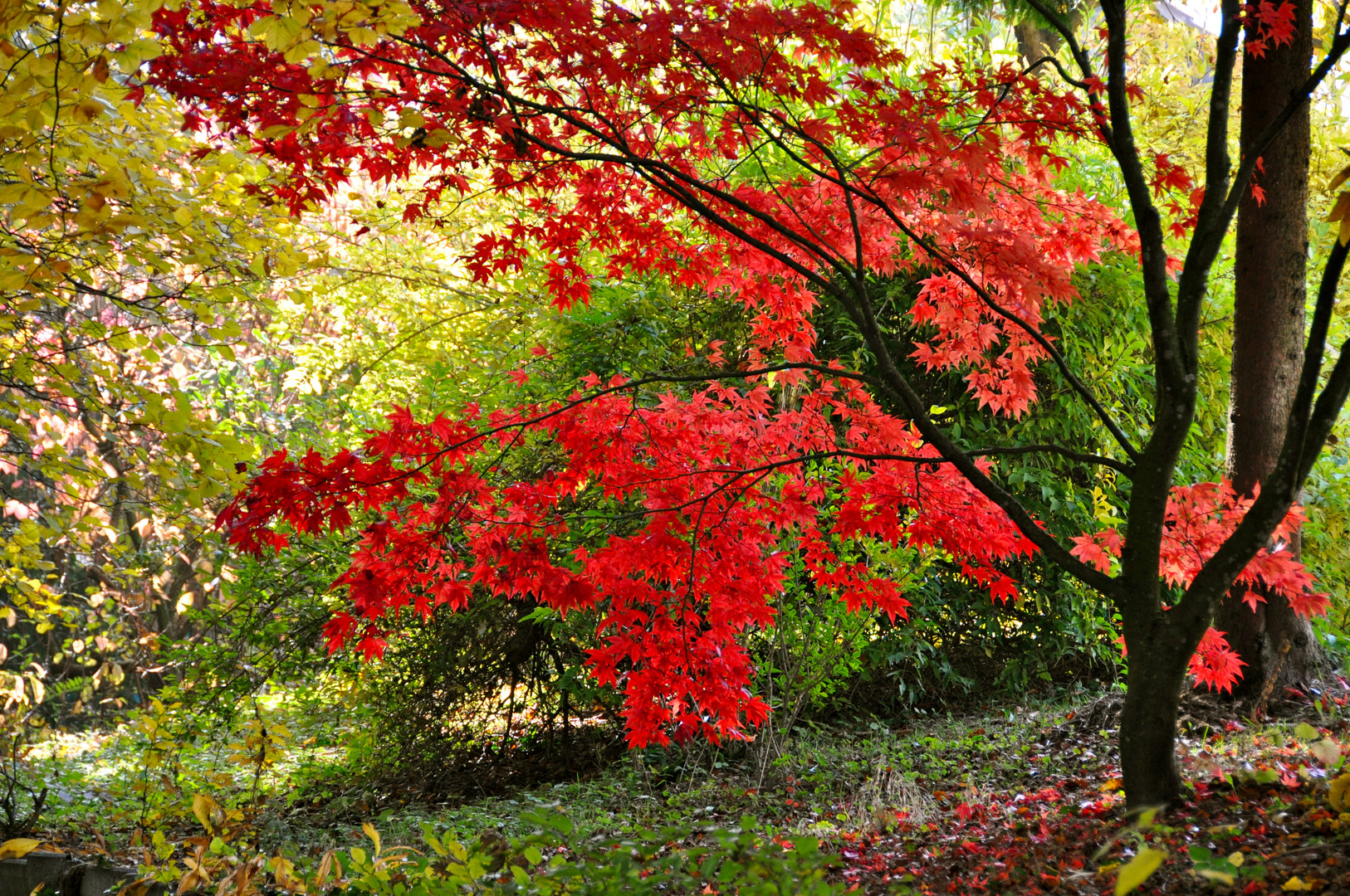 Ahornleuchten im Herbst