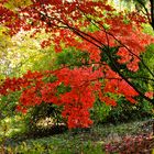 Ahornleuchten im Herbst