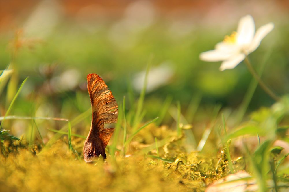 ~ Ahornnase auf der Frühlingswiese ~