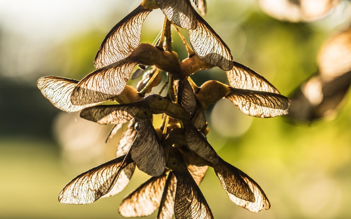 Ahornsamen im Herbst