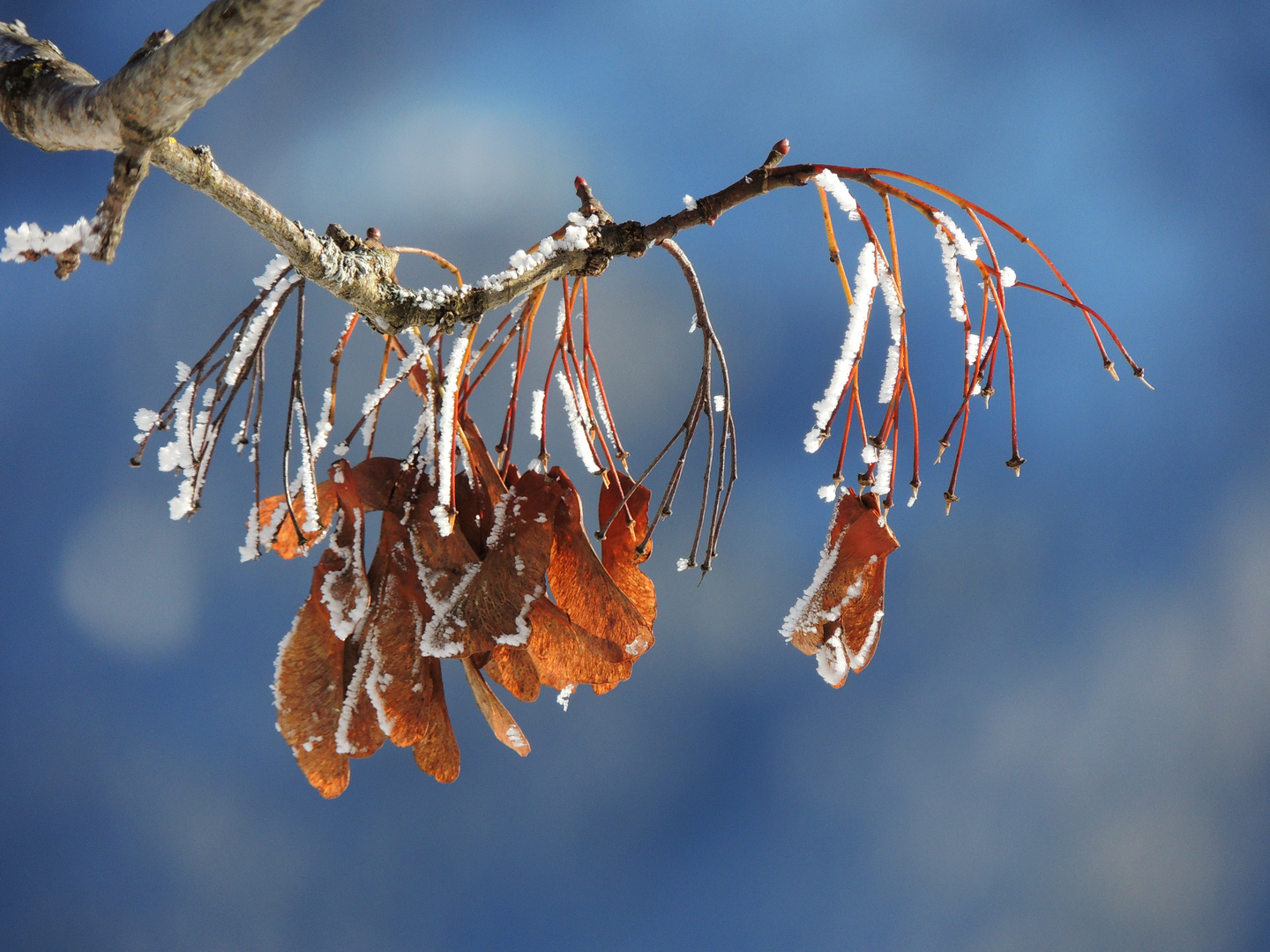 Ahornsamen im Winterkleid