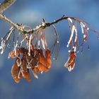 Ahornsamen im Winterkleid