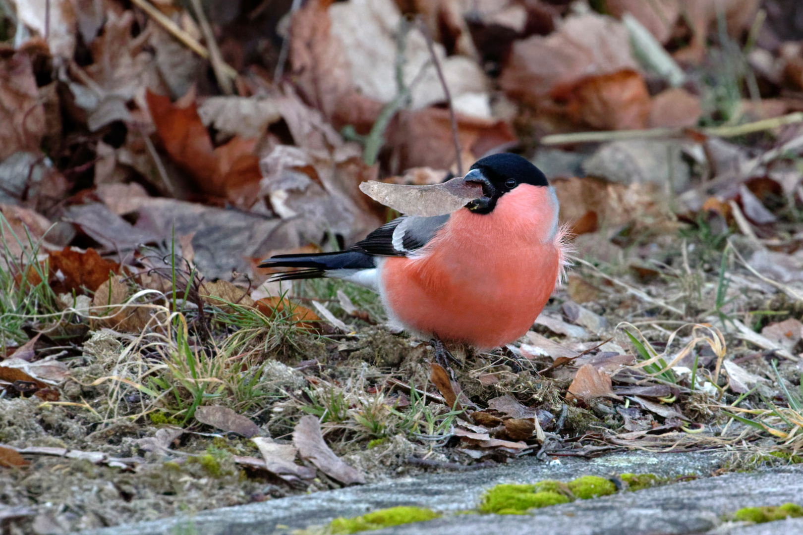 Ahornsamen zum Frühstück : Gimpelhahn (Pyrrhula pyrrhula)