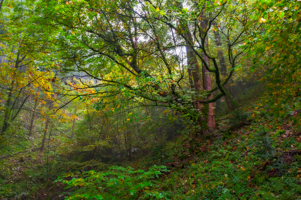 Ahornschluchtwald im Regen