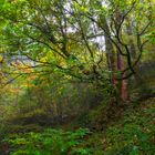 Ahornschluchtwald im Regen