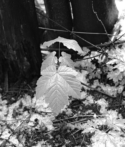 Ahornschössling im letzten Schnee