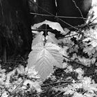 Ahornschössling im letzten Schnee