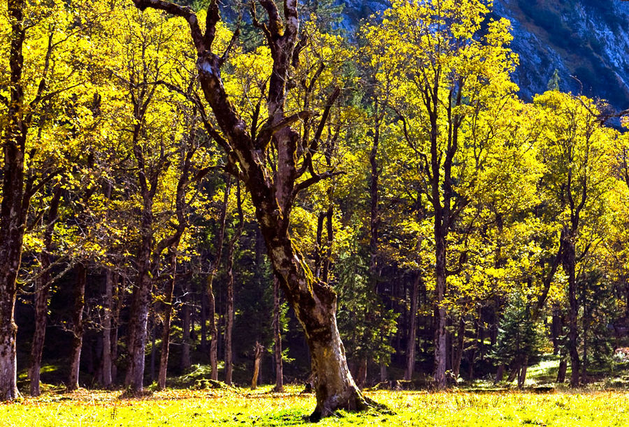 AHORNWALD