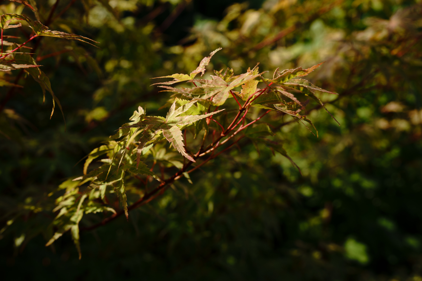 Ahornzweig im Spätsommer