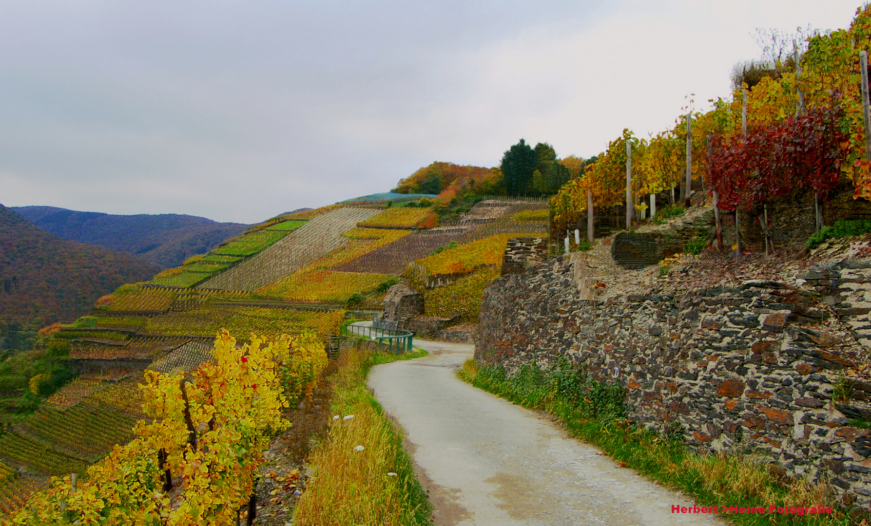 Ahr  Rotweinwanderweg: Fotogemälde.....