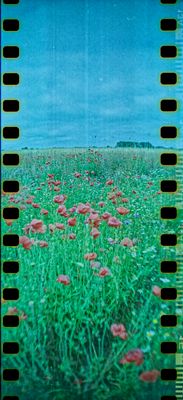 Ahrenshoop Mohnfeld mit der Lomo Sprocket Rocket