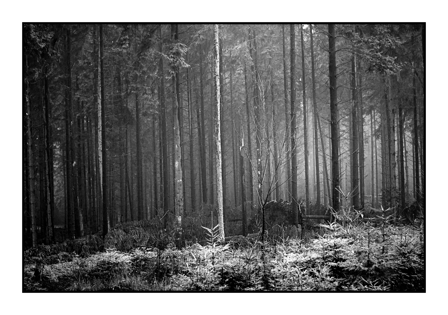 Ahrsteig bei Aremberg 2/3