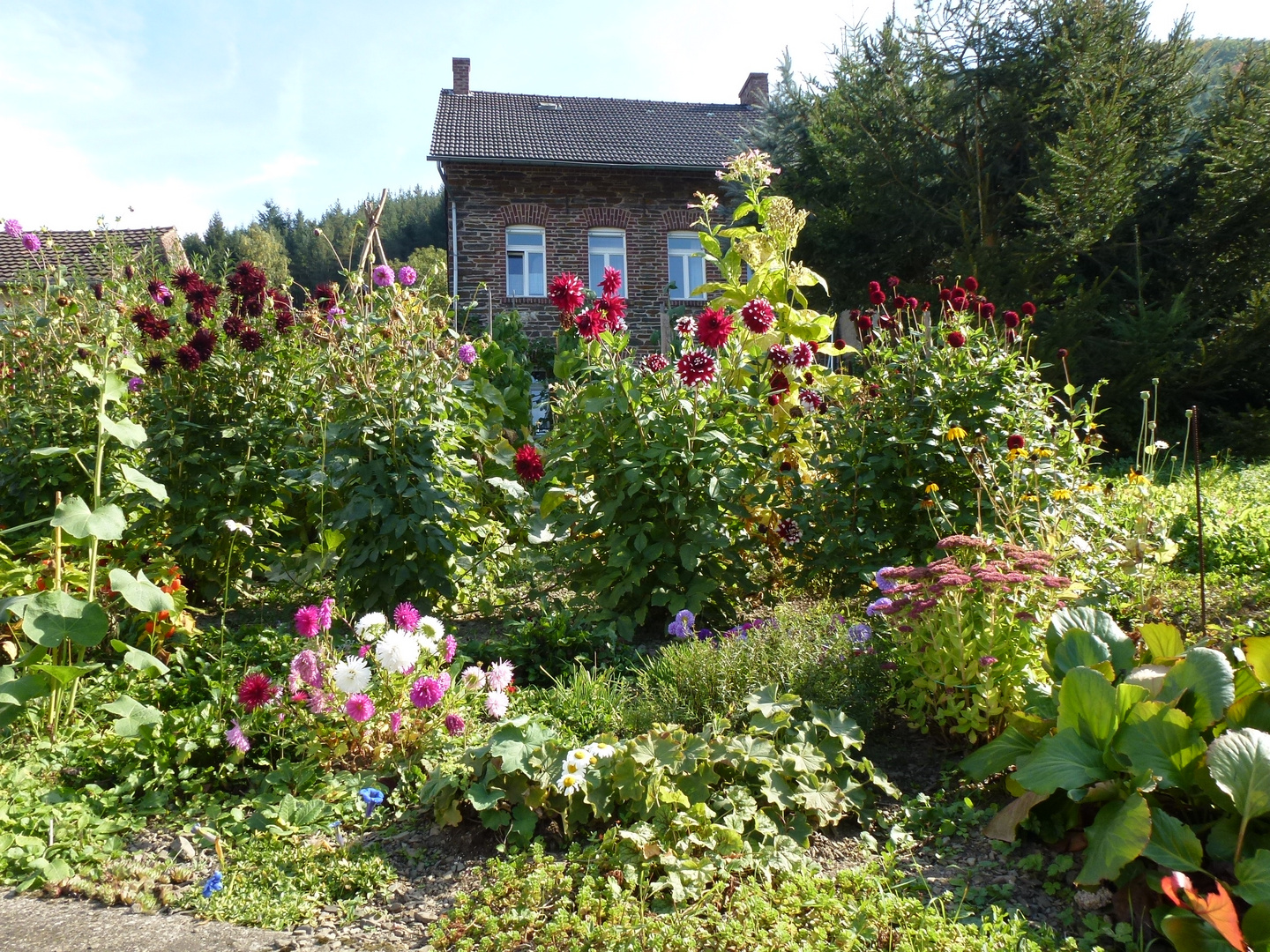 Ahrtal, Herbstblumen bei Rech