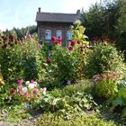 Ahrtal, Herbstblumen bei Rech