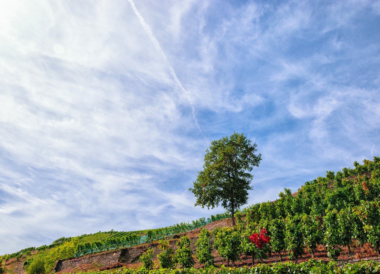 Ahrweiler Rosenthal - Baum im Weinberg