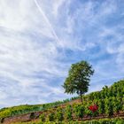 Ahrweiler Rosenthal - Baum im Weinberg