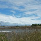 ..Ahuriri Estuary Walk 5..