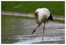 Ai der Storch von Anja E.