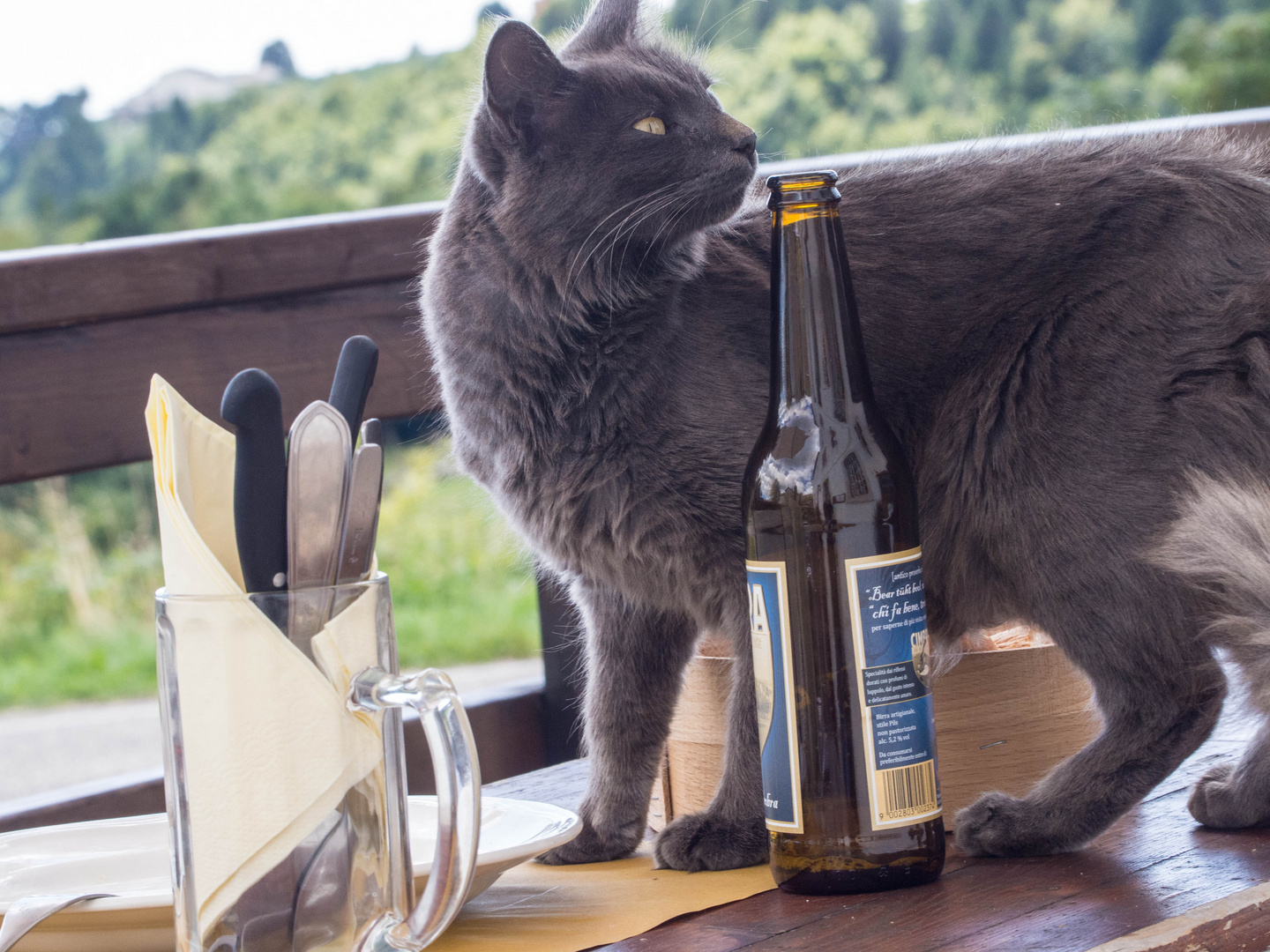 ai gatti piace la birra ???