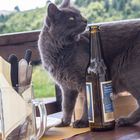 ai gatti piace la birra ???